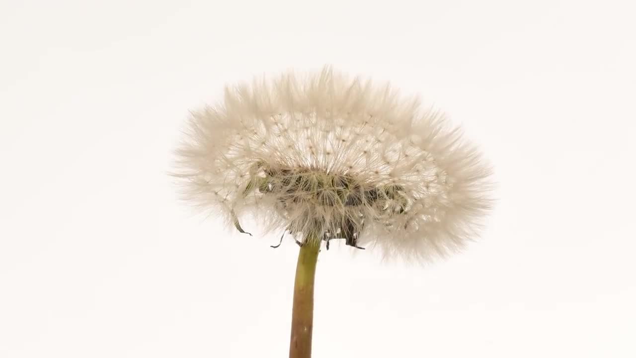 Dandelion time lapse flower to seedhead blowing away