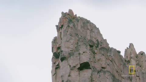 Arctic Geese Chicks jump of cliff to survive