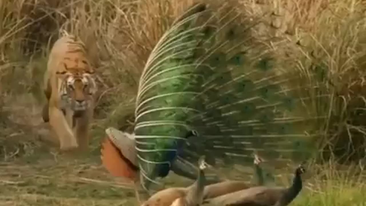 Tiger Vs Peockock.