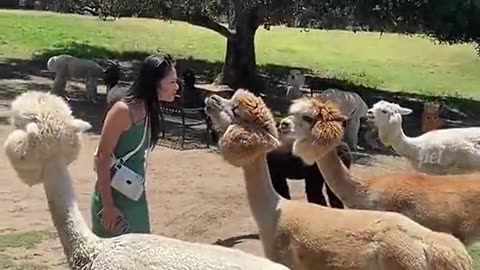 funny animals