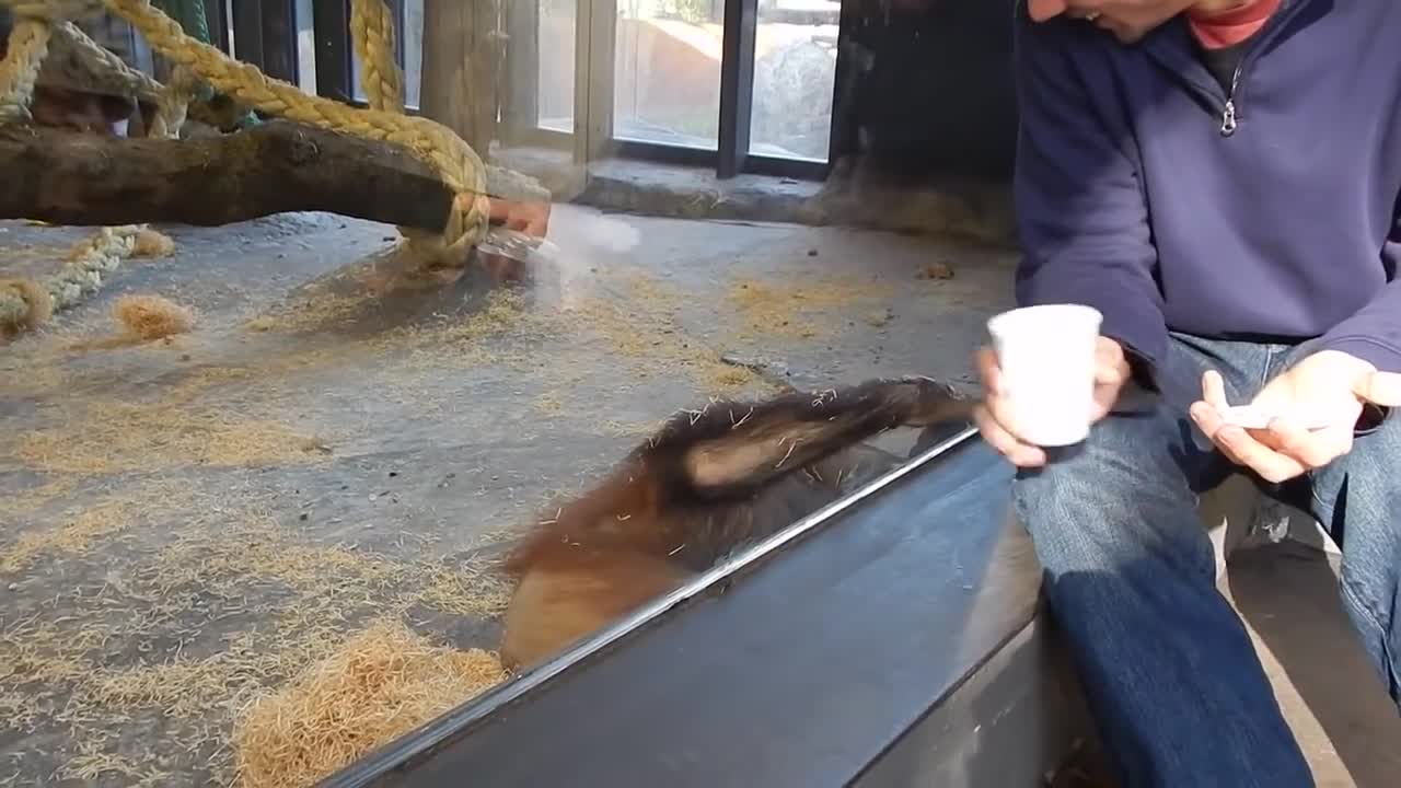 Monkey Sees A Magic Trick