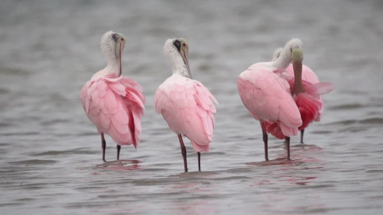 Roseate Spoonbills Preening.