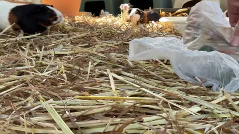 Guinea pig herd loving a snacklovely