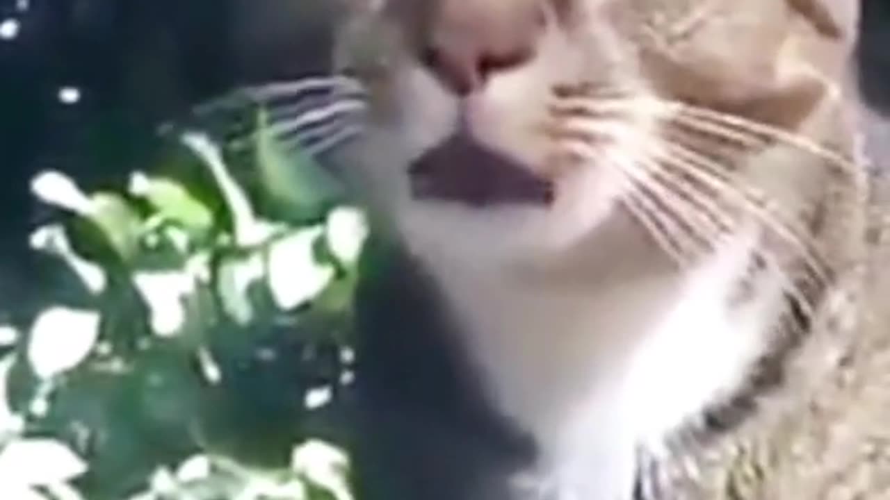 Animal funny video
