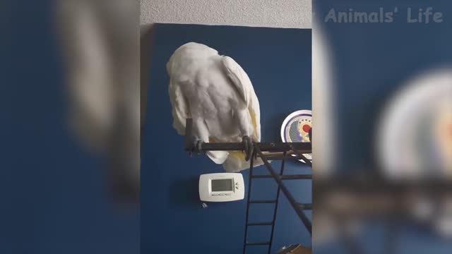 ****Funniest Cats And Dogs Videos - Best Funny Animal Videos 2021 🤣