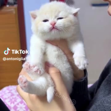 Absolutely irresistible love with the cat