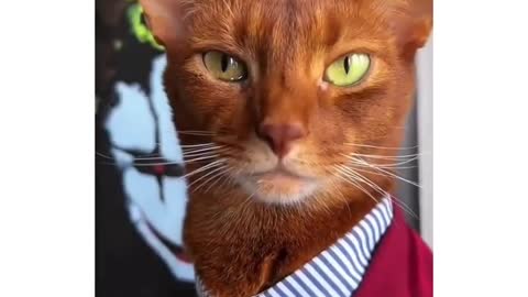Distinguished Gentlemen