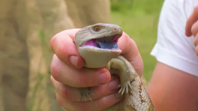 Why This Skink Has a Blue Tongue!