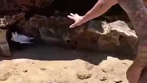 Sea Bird Stuck In Extreme Hot Weather.