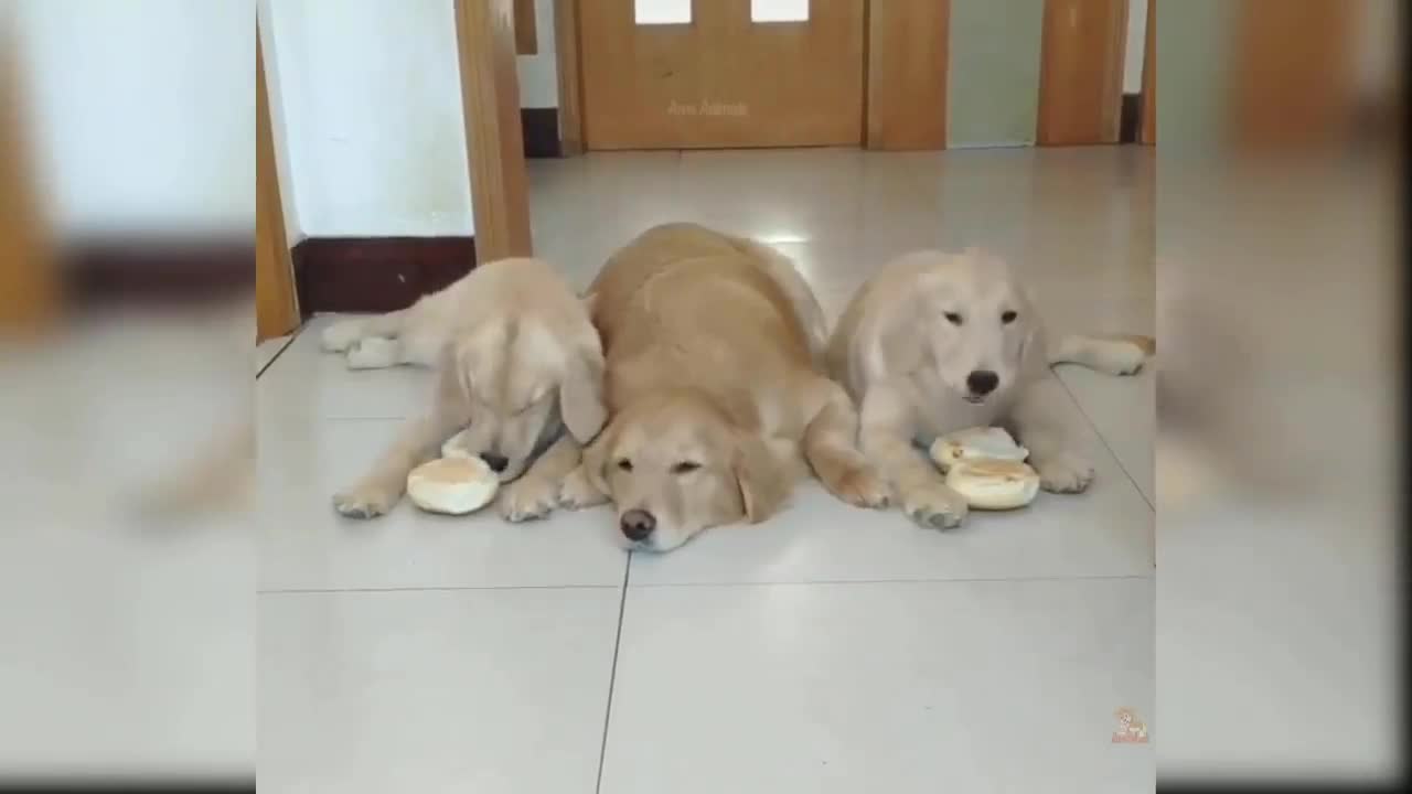 Funny cute cat video😂😅🐱🐱