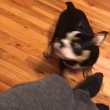 annoyed cat slaps dog repeatedly - Angry Cat slaps Dog - cat vs dog