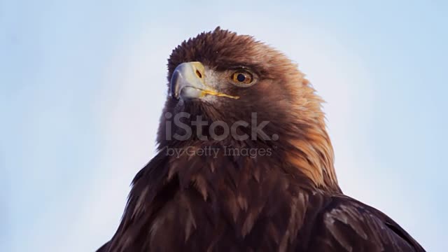 medium shot of a bald eagle shot during winter with 300mm nikon prime lens