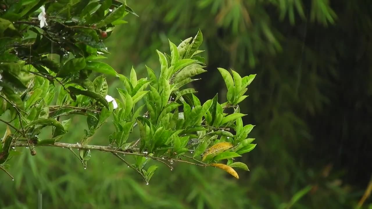 Nature Rain relaxing video