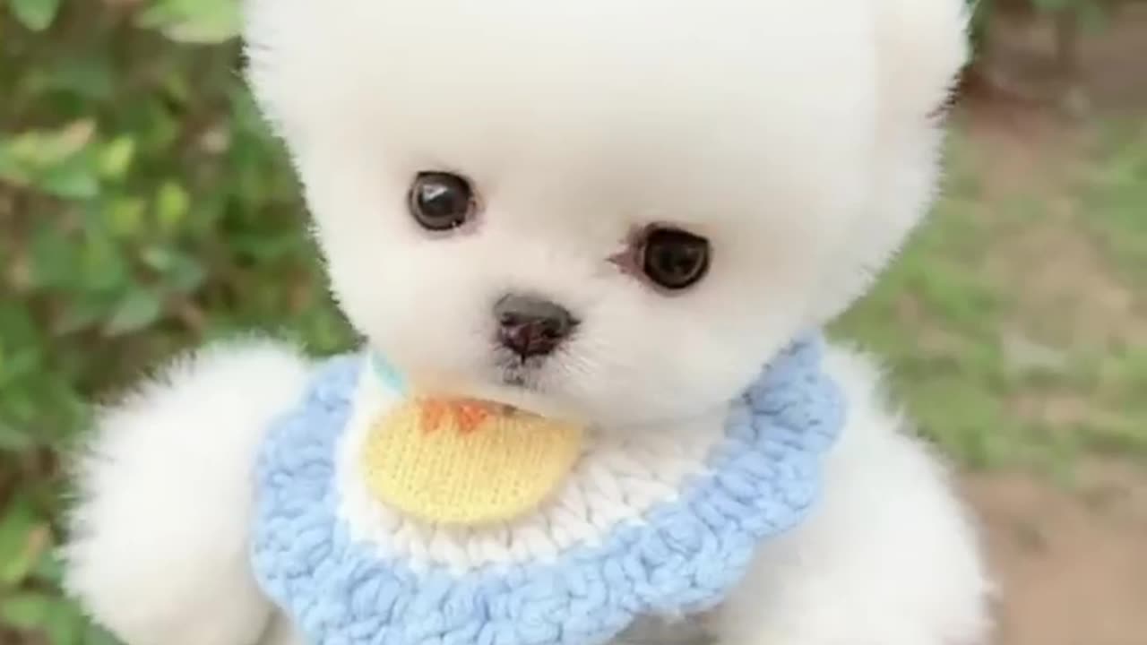 Cute Pomeranian Puppy