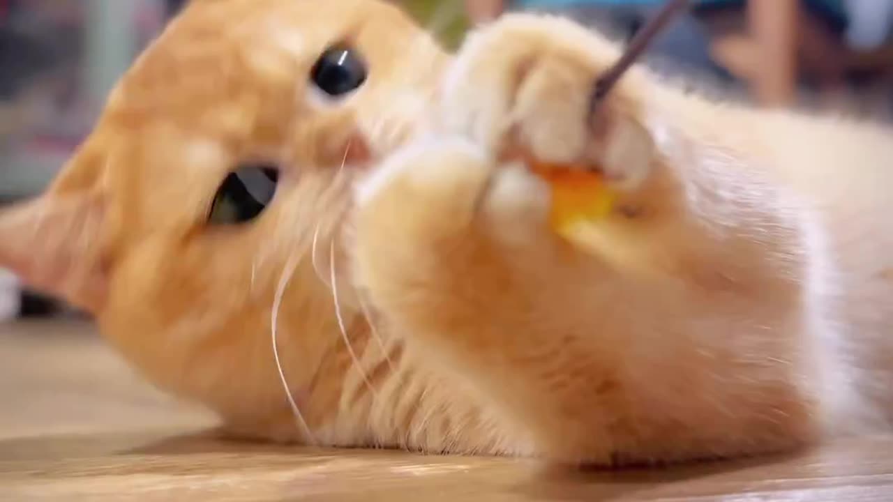 Kitty Playing