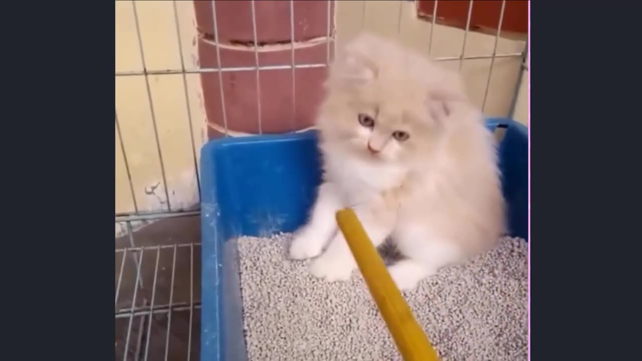 Funny and Cute Animal Videos