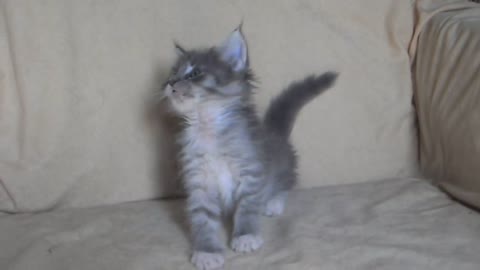 Johnnie the Maine Coon Kitty