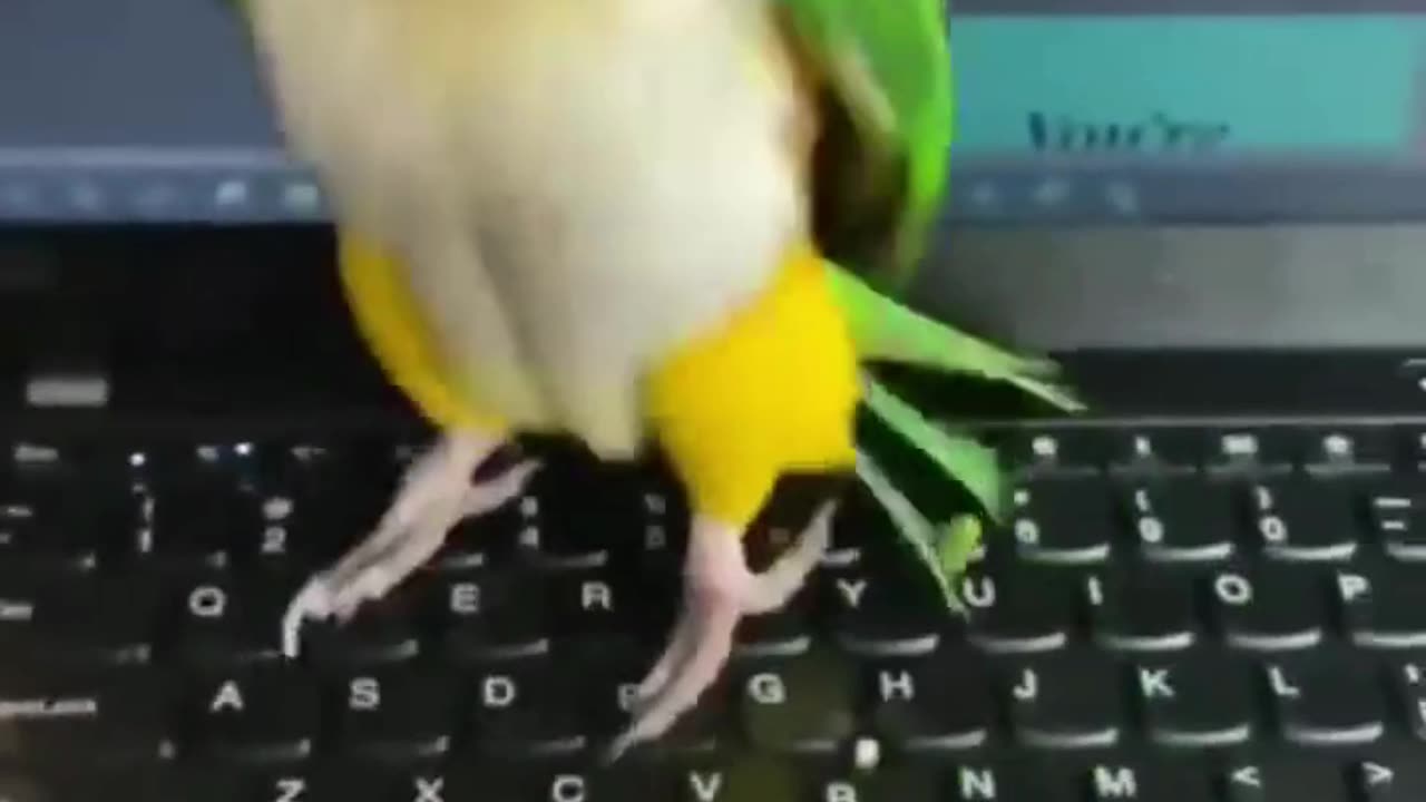 funny & cute parrot