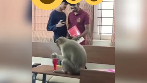 Surprise Monkey