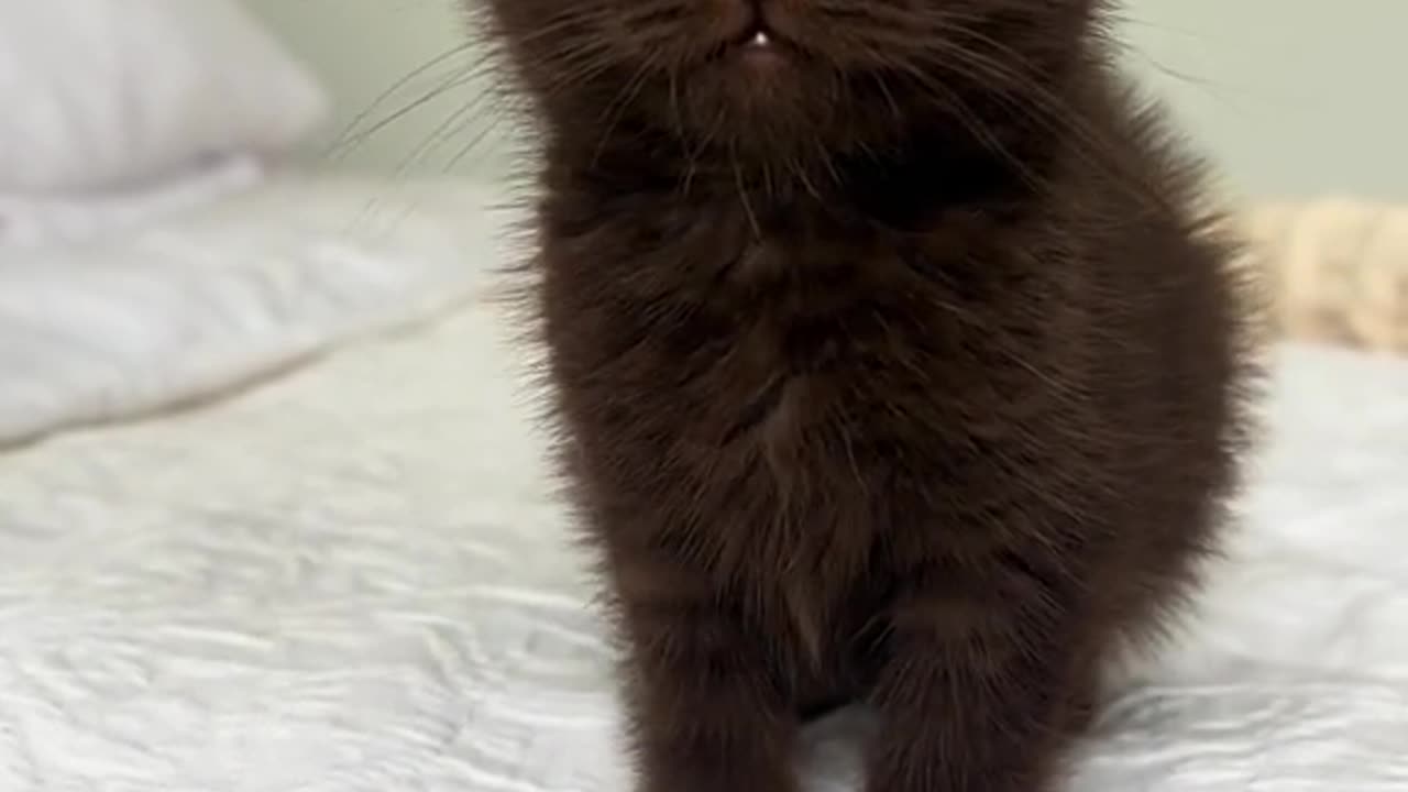 Cutiee kitten