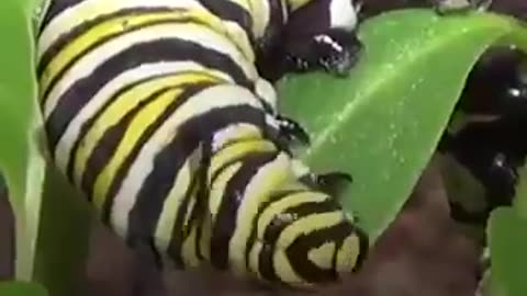 How dose a caterpillar become a butterfly #shorts #viral #shortsvideo #video