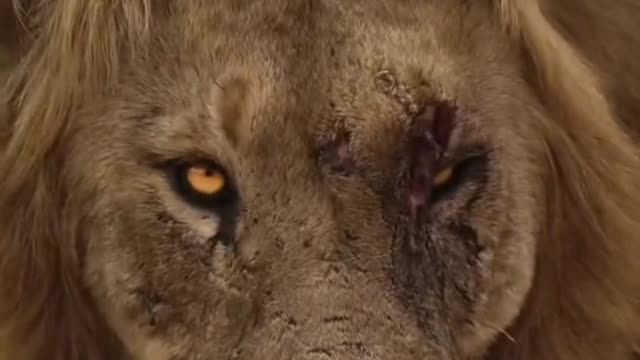 Animal world Animal impression Wild animal Male lion