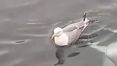 Beluga whale and seagull