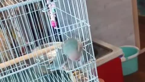 Mastermind bird escape from cage