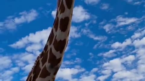 giraffe