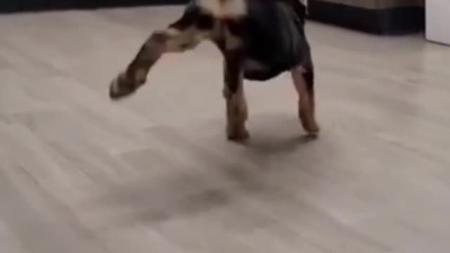 Happy puppy dancing