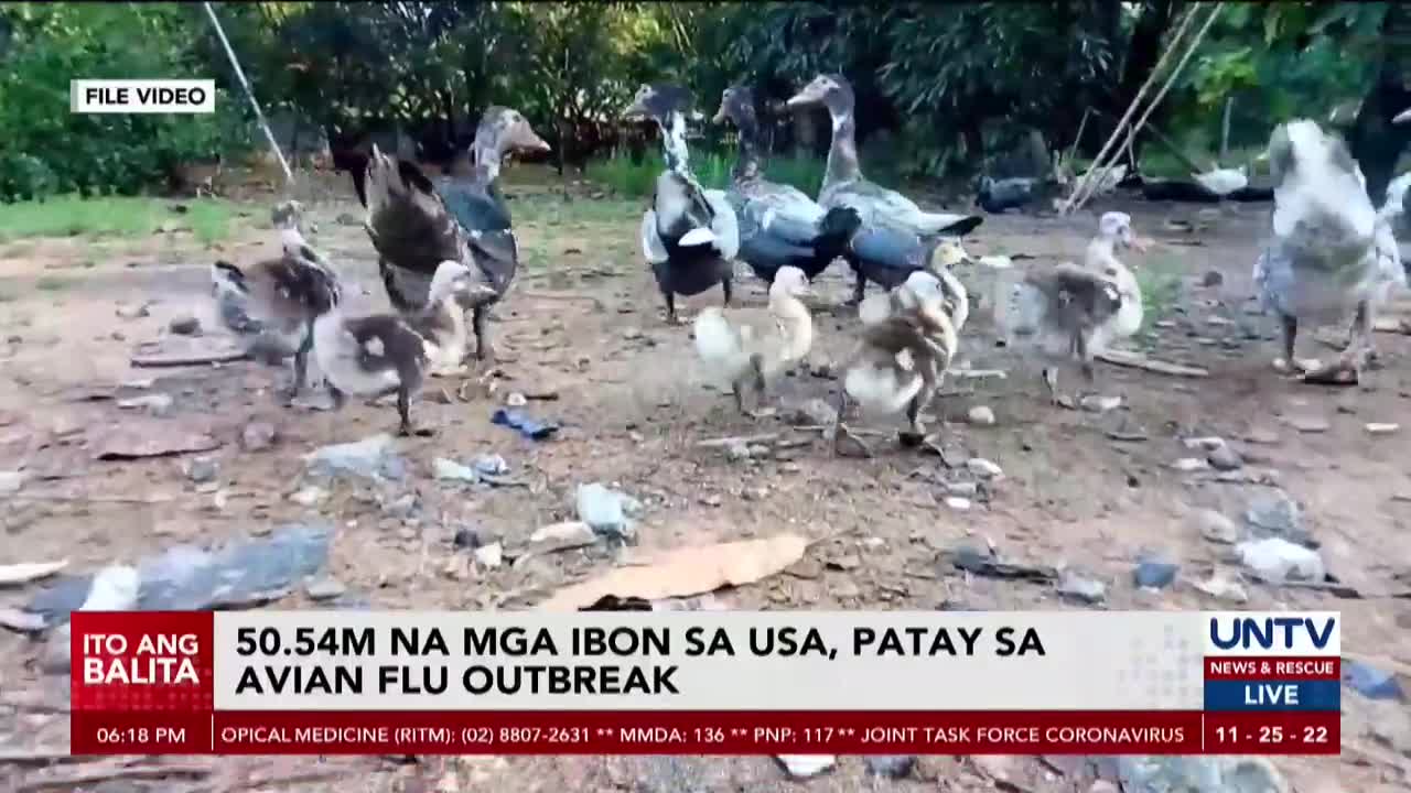 Higit 50 milyong manok, turkey at iba pang ibon, namatay dahil sa matinding bird flu outbreak