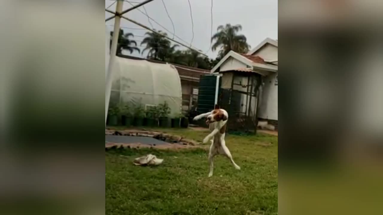 Funny Animals