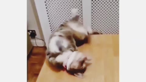 Cat funny video