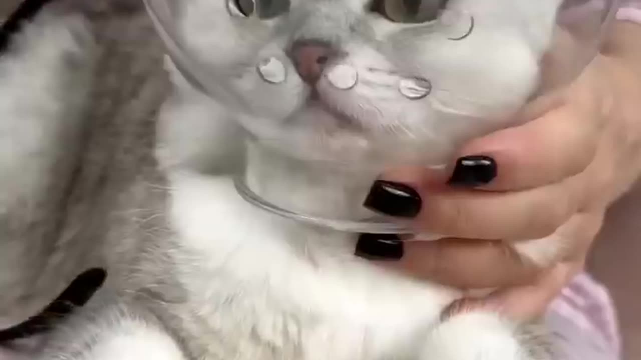 How to trim cat claws