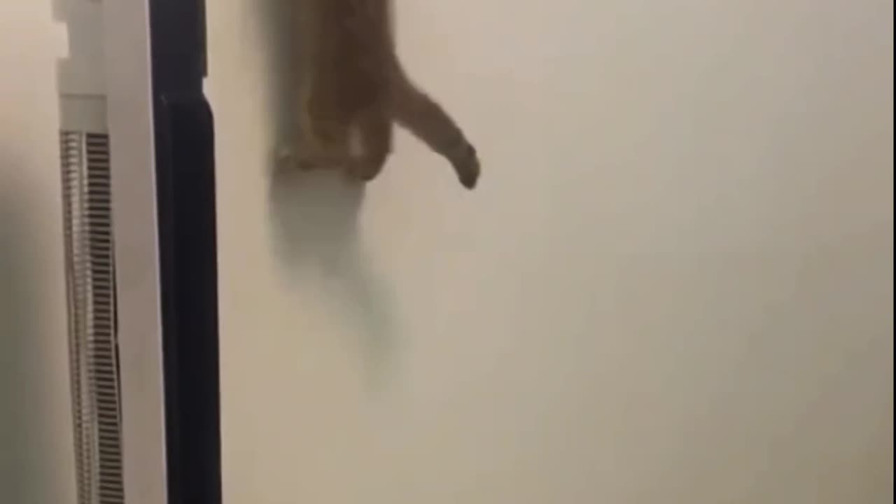 Let's go spidycat funny cat climbing the wall 🐈