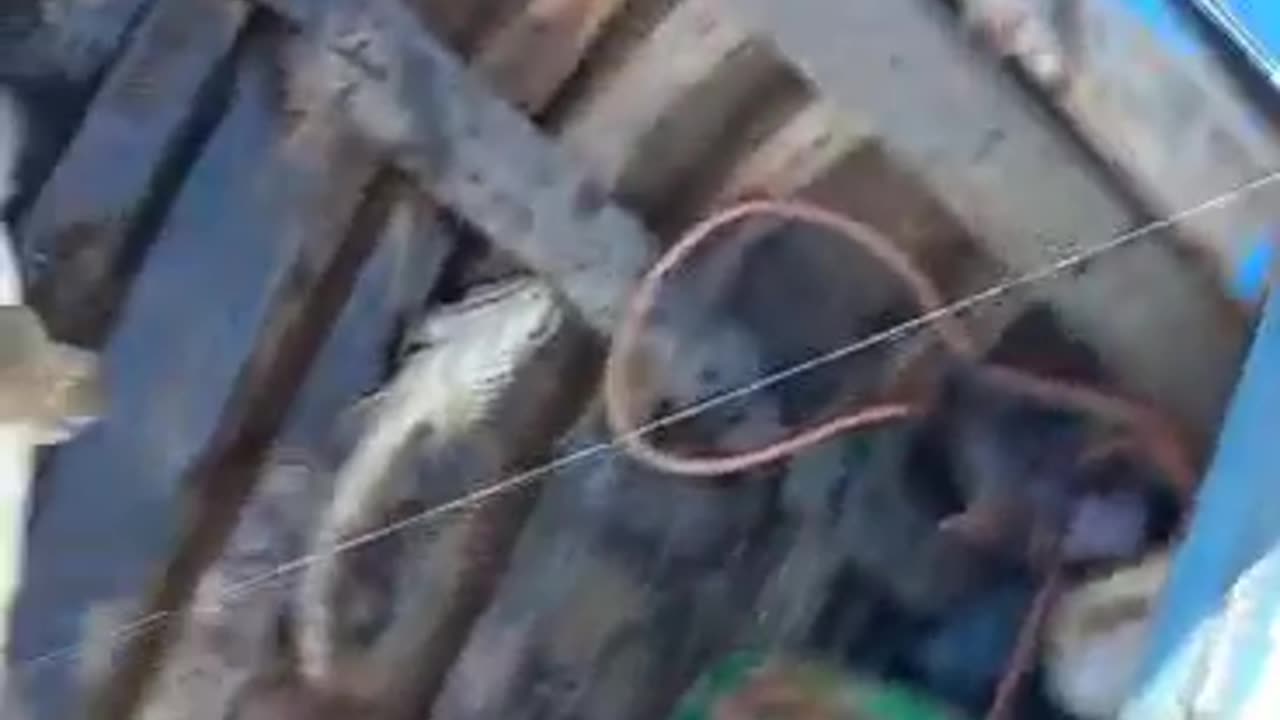 Live fishing