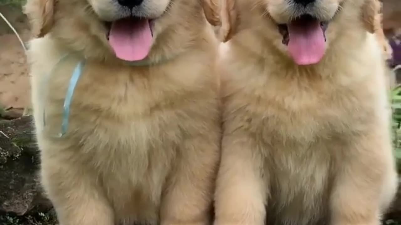 Cute dogs