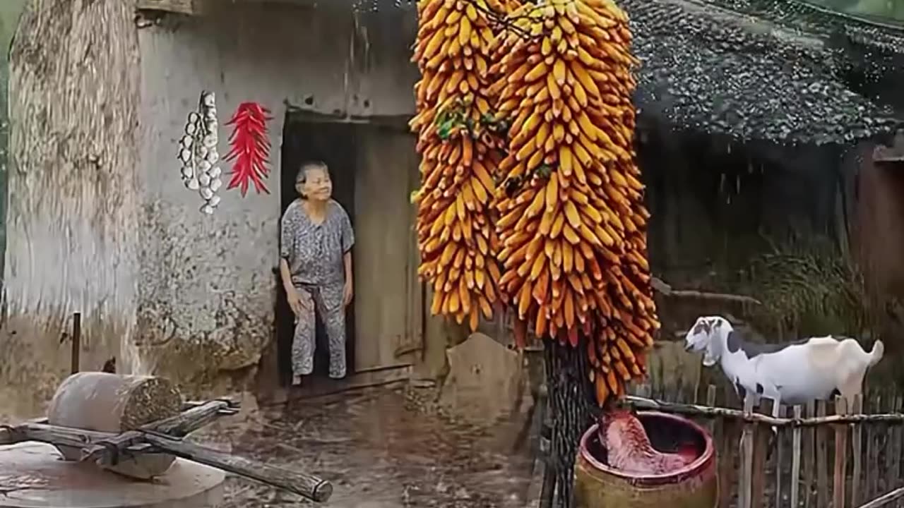 🌧️ Nature's Unexpected Dance! One Goat and an Old Lady Brave the Storm