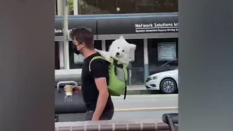 The most funny animals play with dogs and cats 2021 No #32