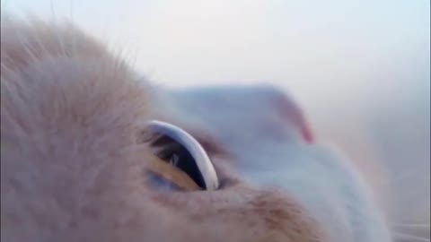 The cat's big eyes look like a clear lake
