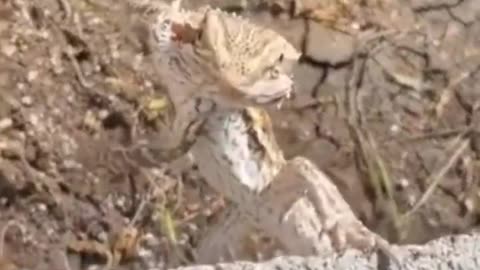 These Funny Animals Videos Will Make Your Day
