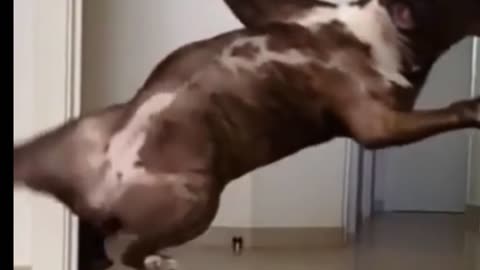 Animals Fun