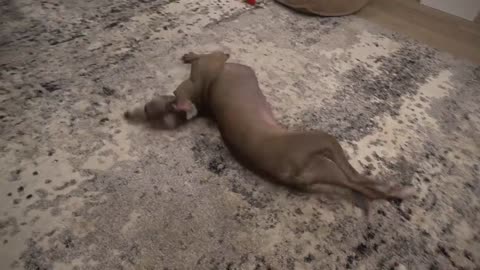 I Filmed My Dog Whenever He Cried Or Was Nasty For 24 Hours