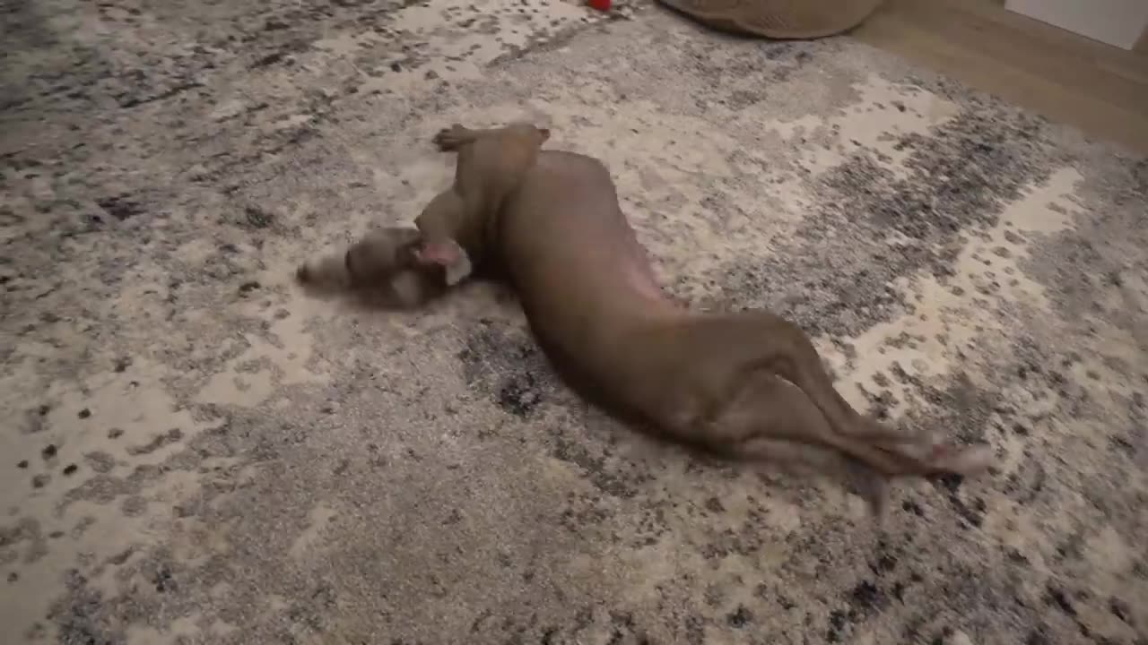 I Filmed My Dog Whenever He Cried Or Was Nasty For 24 Hours