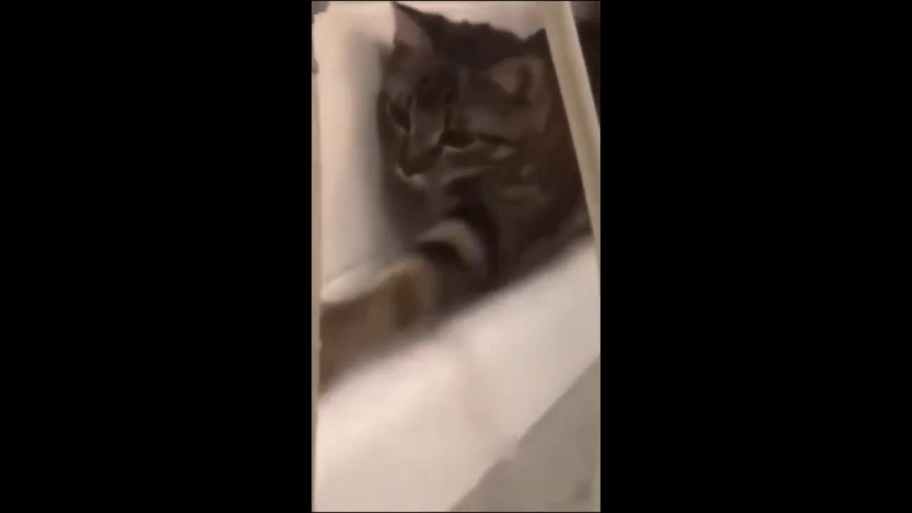 Funny animals Funny cats dogs Funny animal videos 2023 Part 6 Haypyy Pett