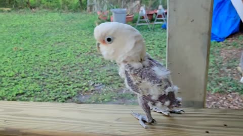 Parrot 🦜 dance