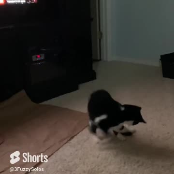Leia chasing her tail - part 2 (Tail caught) #catfunny #catshorts