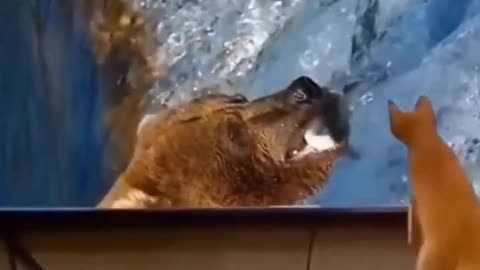 Funniest Cats And Dogs Video PART 6 #MJ4FUN