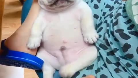 Baby Dogs - Funniest and Cutest Labrador Puppies Best Funny Animals Videos viral Part 25