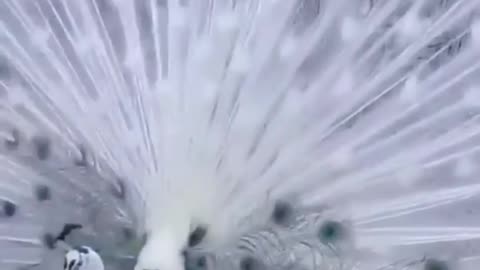 Peacock dance